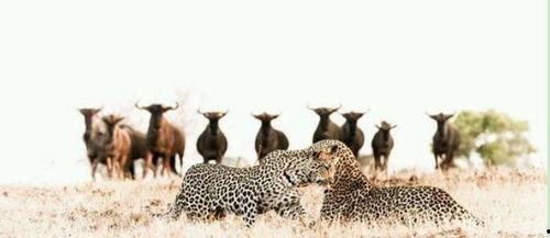 牛羚交配视频,自然界的繁衍奇观