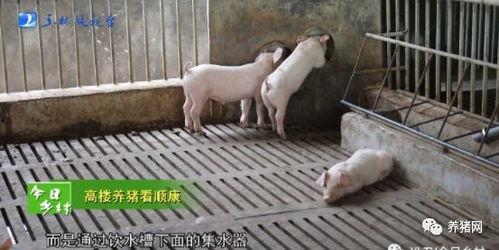 韩国养猪视频
