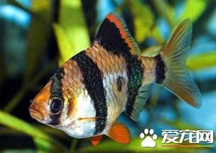 虎皮鱼产卵视频,揭秘水中繁殖奇观