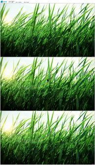 清草视频,探寻自然之美，感受生命律动