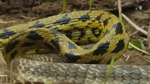 眼镜王蛇的天敌视频,生存挑战背后的惊心动魄