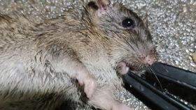 捕鼠视频,揭秘家居害虫的惊险逃生记