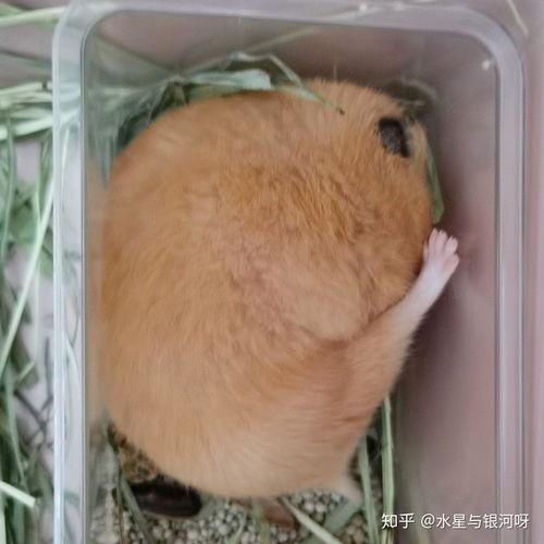 仓鼠洗澡的视频,仓鼠洗浴全过程大揭秘