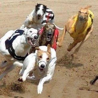 赛狗场视频,速度与激情的视觉盛宴